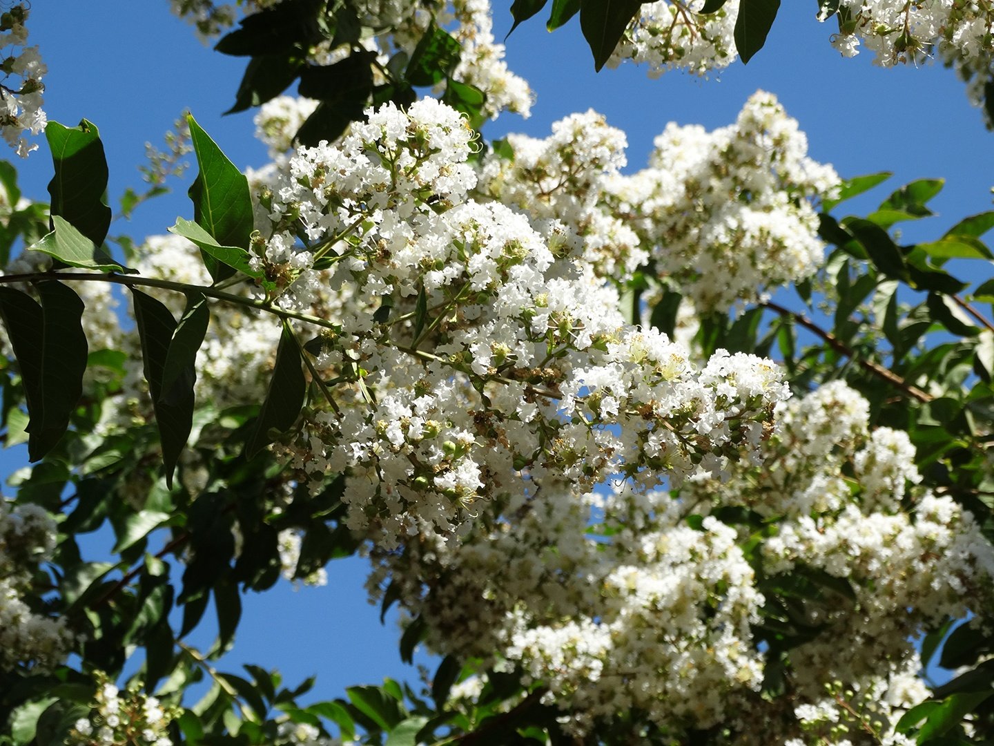  White Flowering Trees  for Texas